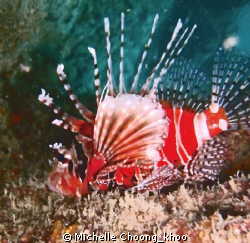 The splendour red of the Zebra lionfish ..Found in a muck... by Michelle Choong_khoo 